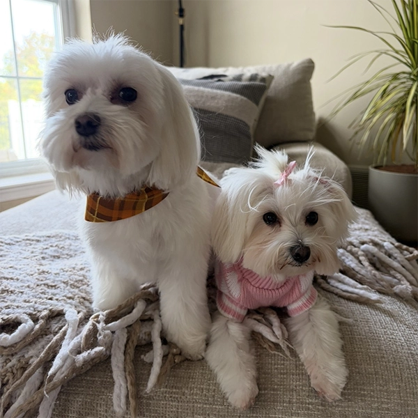 office dogs